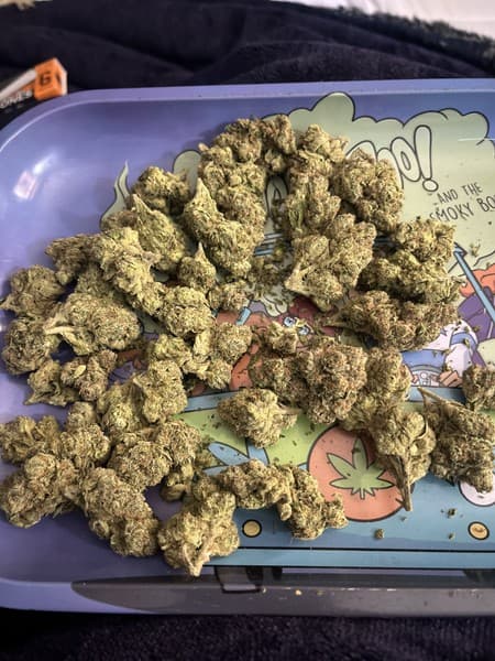 Rocky Road cannabis strain, community photo 3