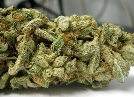 Romulan cannabis strain, community photo 2
