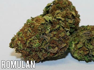 Romulan cannabis strain, community photo 5