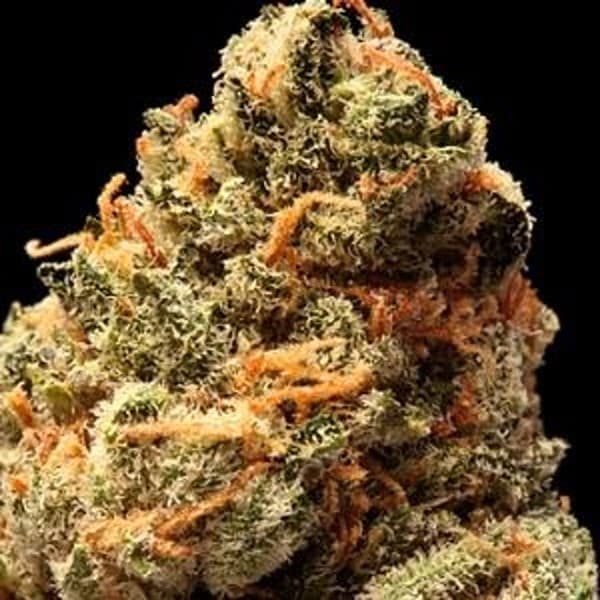 Romulan cannabis strain, community photo 6