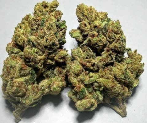 Royal Kush cannabis strain, community photo 3