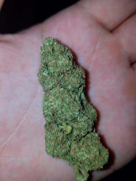 Royal Kush cannabis strain, community photo 7