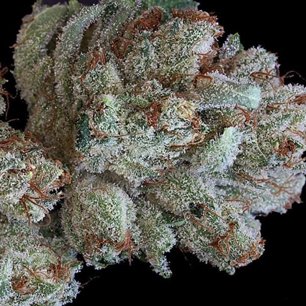 Scotts OG cannabis strain, community photo 1
