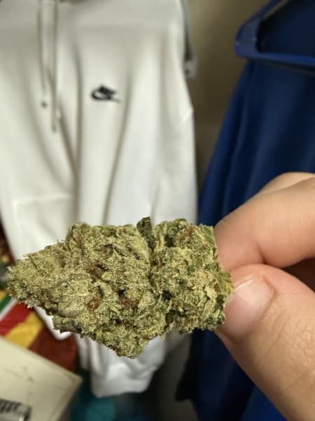 Scotts OG cannabis strain, community photo 3