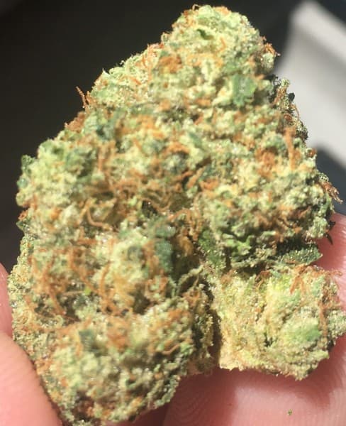 Scotts OG cannabis strain, community photo 4