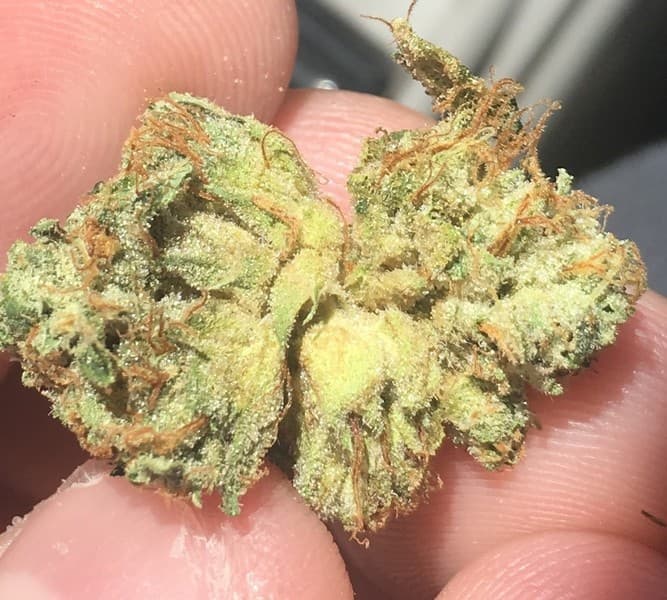 Scotts OG cannabis strain, community photo 5