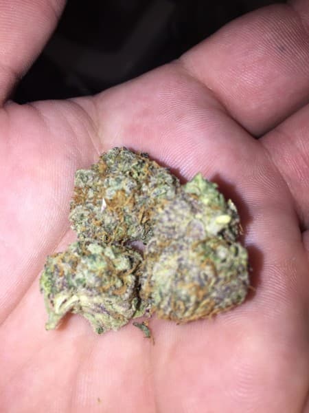 Sensi Star cannabis strain, community photo 4