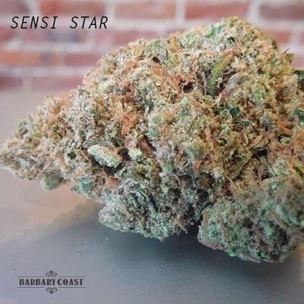 Sensi Star cannabis strain, community photo 6