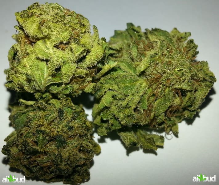 Sensi Star cannabis strain, community photo 7