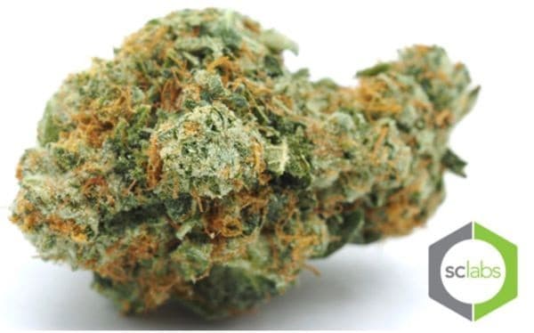 SFV OG cannabis strain, community photo 1
