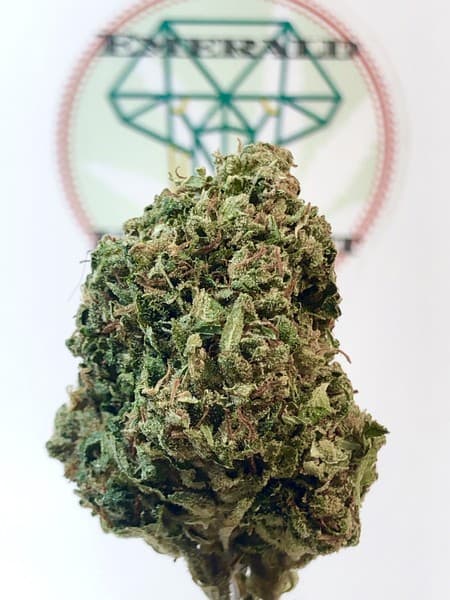 SFV OG cannabis strain, community photo 5