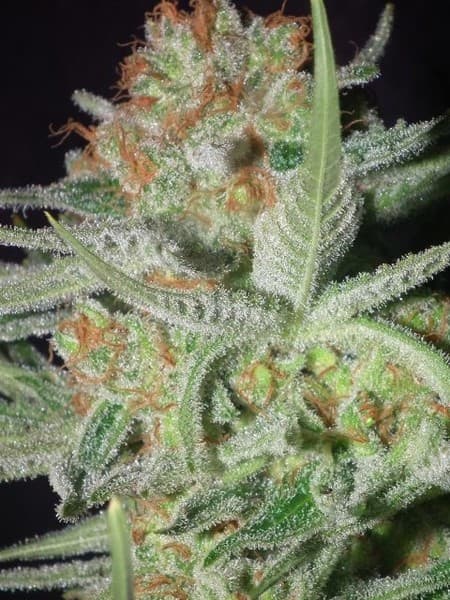 Shangri-La cannabis strain, community photo 2