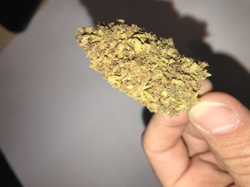 Shangri-La cannabis strain, community photo 3