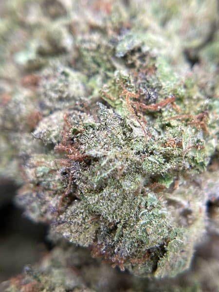 Sherbacio cannabis strain, community photo 1