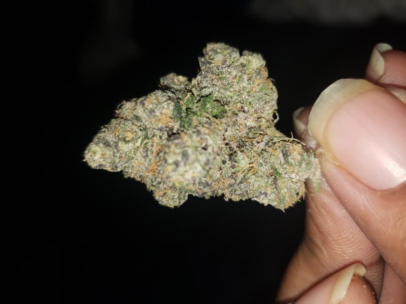 Sherbacio cannabis strain, community photo 2