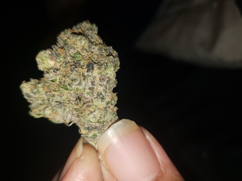 Sherbacio cannabis strain, community photo 3