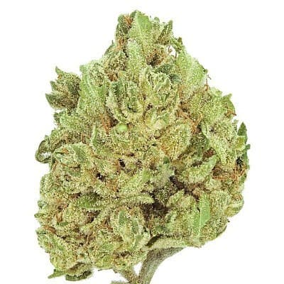 Sherbacio cannabis strain, community photo 4