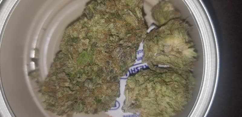 Sherbet cannabis strain, community photo 2