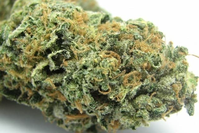 Sherbet cannabis strain, community photo 5