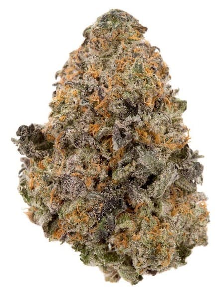 Sherblato cannabis strain, community photo 2