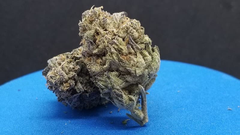 Sherblato cannabis strain, community photo 4