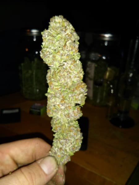 Shipwreck cannabis strain, community photo 1