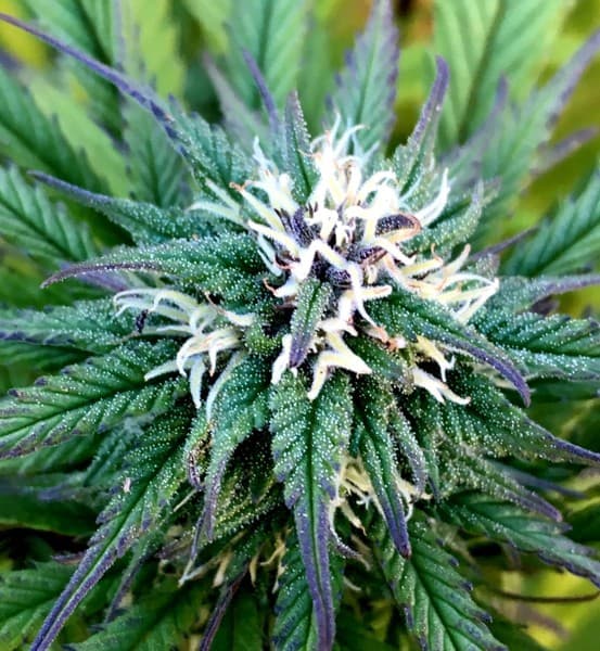 Shipwreck cannabis strain, community photo 2