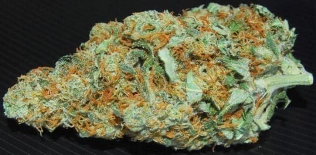 Shoreline cannabis strain, community photo 1