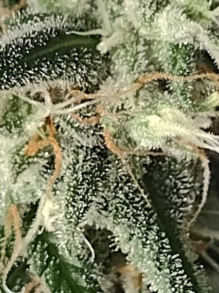 Silver Kush cannabis strain, community photo 2