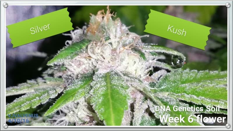 Silver Kush cannabis strain, community photo 3