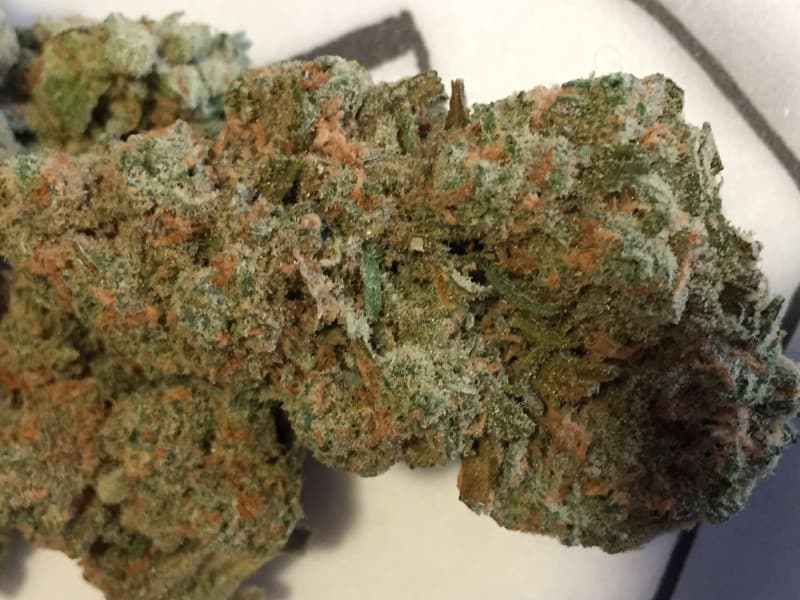 Skunk #1 cannabis strain, community photo 1