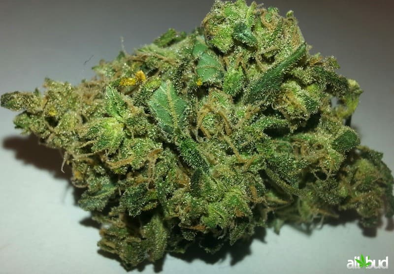 Skunk #1 cannabis strain, community photo 2