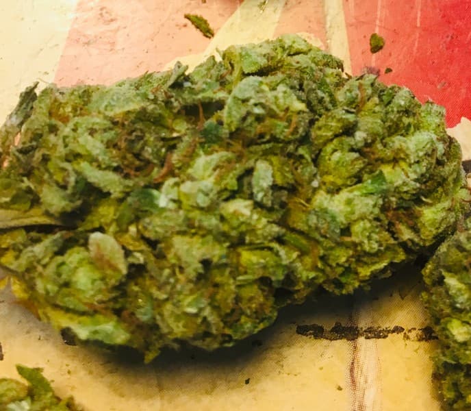 Skunk #1 cannabis strain, community photo 3