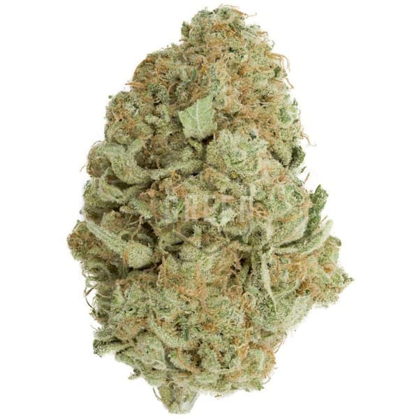 Skunk #1 cannabis strain, community photo 4
