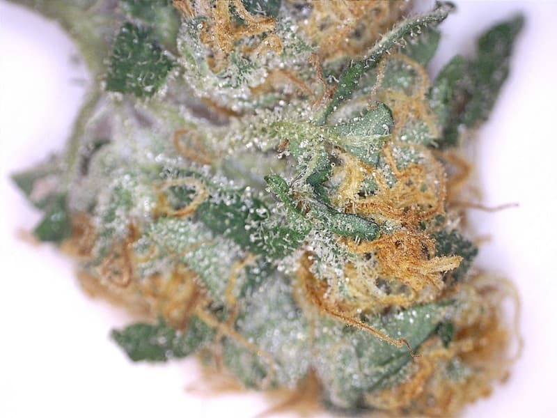 Skunk #1 cannabis strain, community photo 6