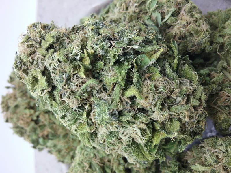 Skunk #1 cannabis strain, community photo 7