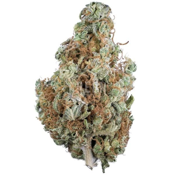 Skunk #1 cannabis strain, community photo 8