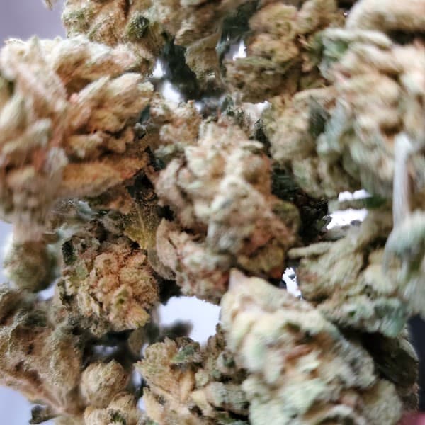 Skunk Ape cannabis strain, community photo 1