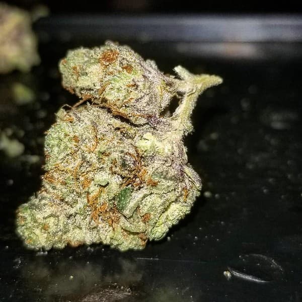 Skunk Ape cannabis strain, community photo 2