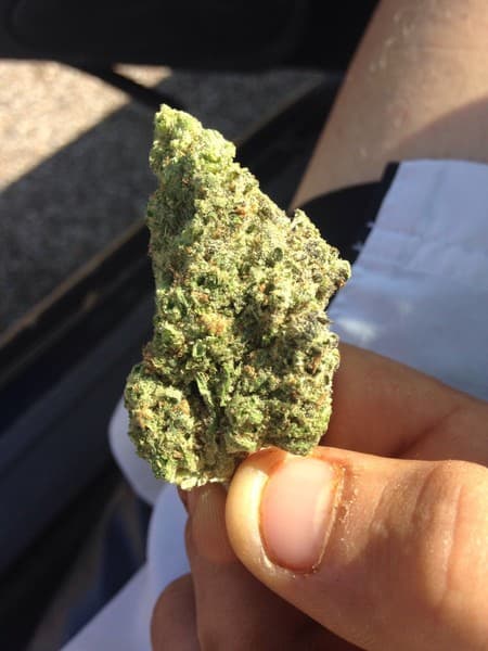 Skunkberry cannabis strain, community photo 3