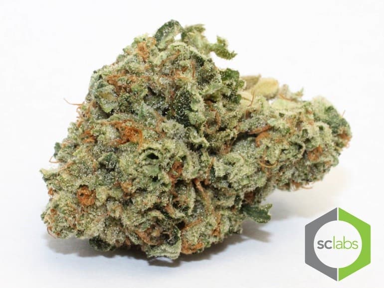 Skywalker cannabis strain, community photo 6