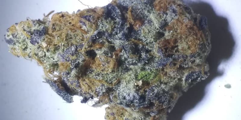 Slapz cannabis strain, community photo 3