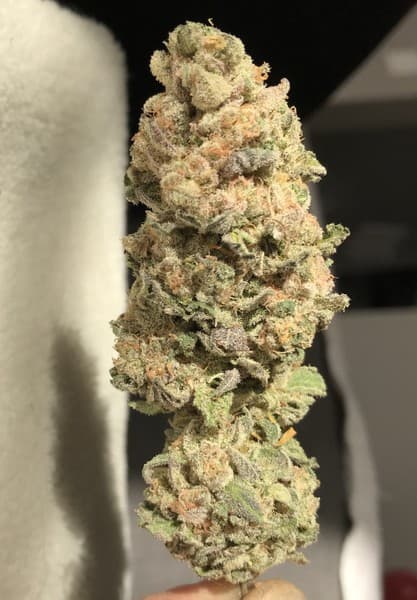 Slurricane cannabis strain, community photo 8