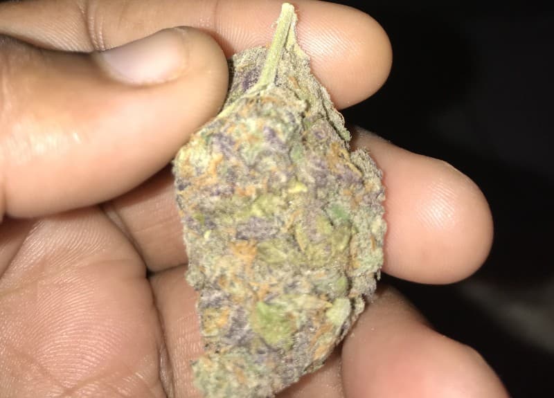 Slurricane cannabis strain, community photo 9