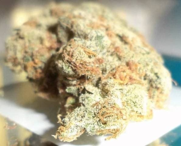 Snow White cannabis strain, community photo 4