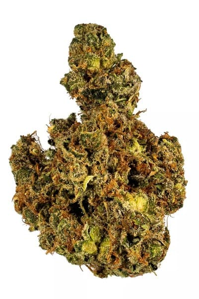 Snowball cannabis strain, community photo 6