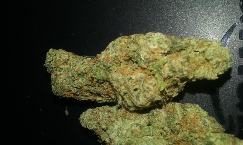 Sour Apple cannabis strain, community photo 1