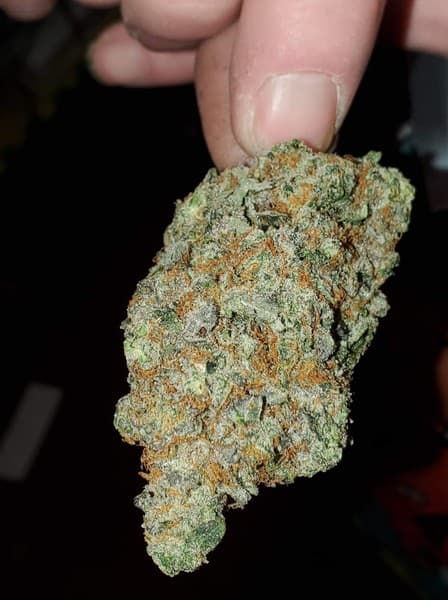Sour Bubble cannabis strain, community photo 1