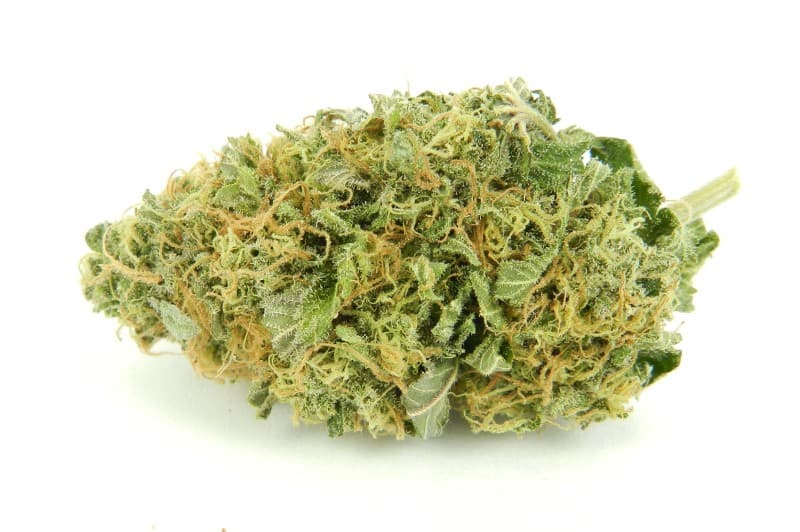Sour Bubble cannabis strain, community photo 2