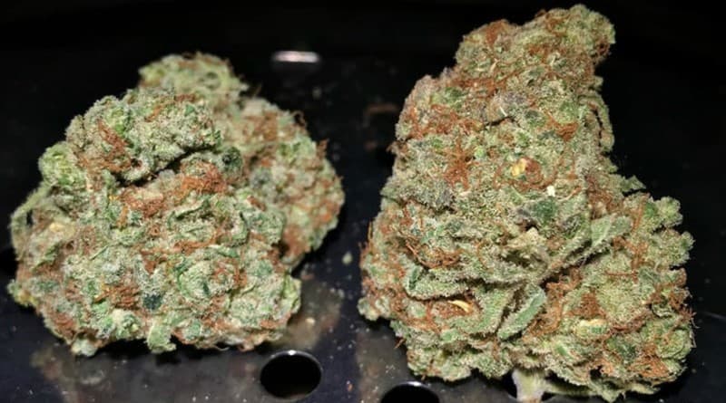Sour Cream cannabis strain, community photo 2